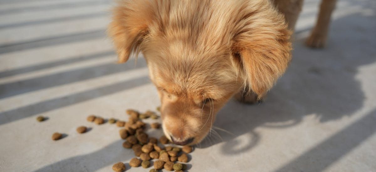 Adorable golden puppy eating kibble on a sunny day outdoors. Perfect for pet-related content.