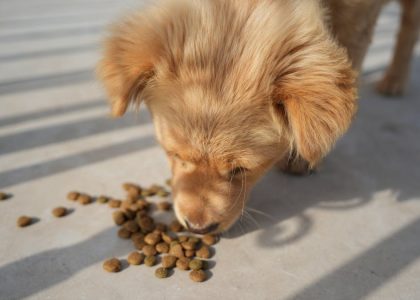 Adorable golden puppy eating kibble on a sunny day outdoors. Perfect for pet-related content.